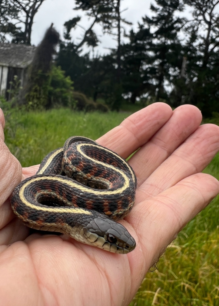 Coast Garter Snake